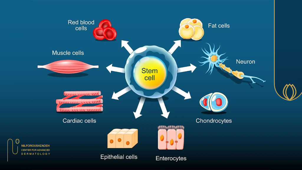 بازسازی فولیکول مو با سلولهای بنیادی