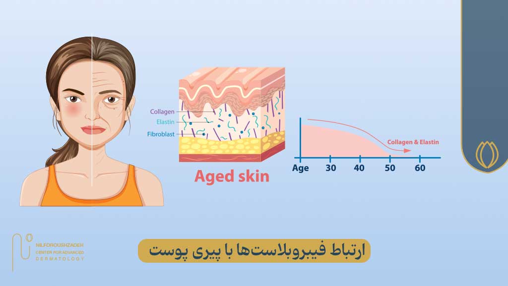ارتباط فیبروبلاست ها با پیری پوست