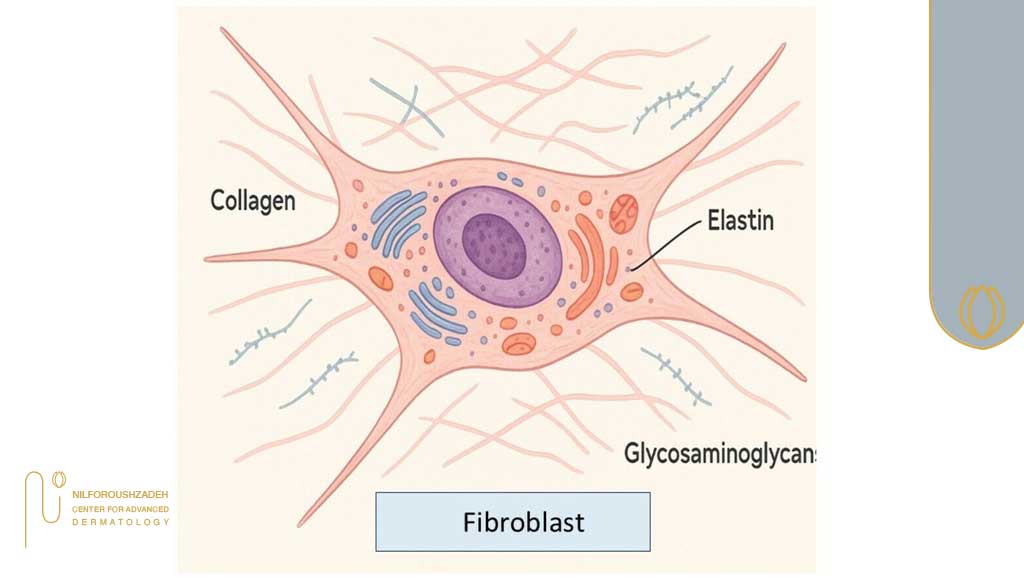 فیبروبلاست ها، سلولهای کلاژنساز پوست